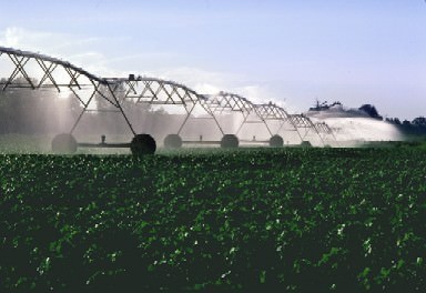 An irrigation system waters growing cotton plants.