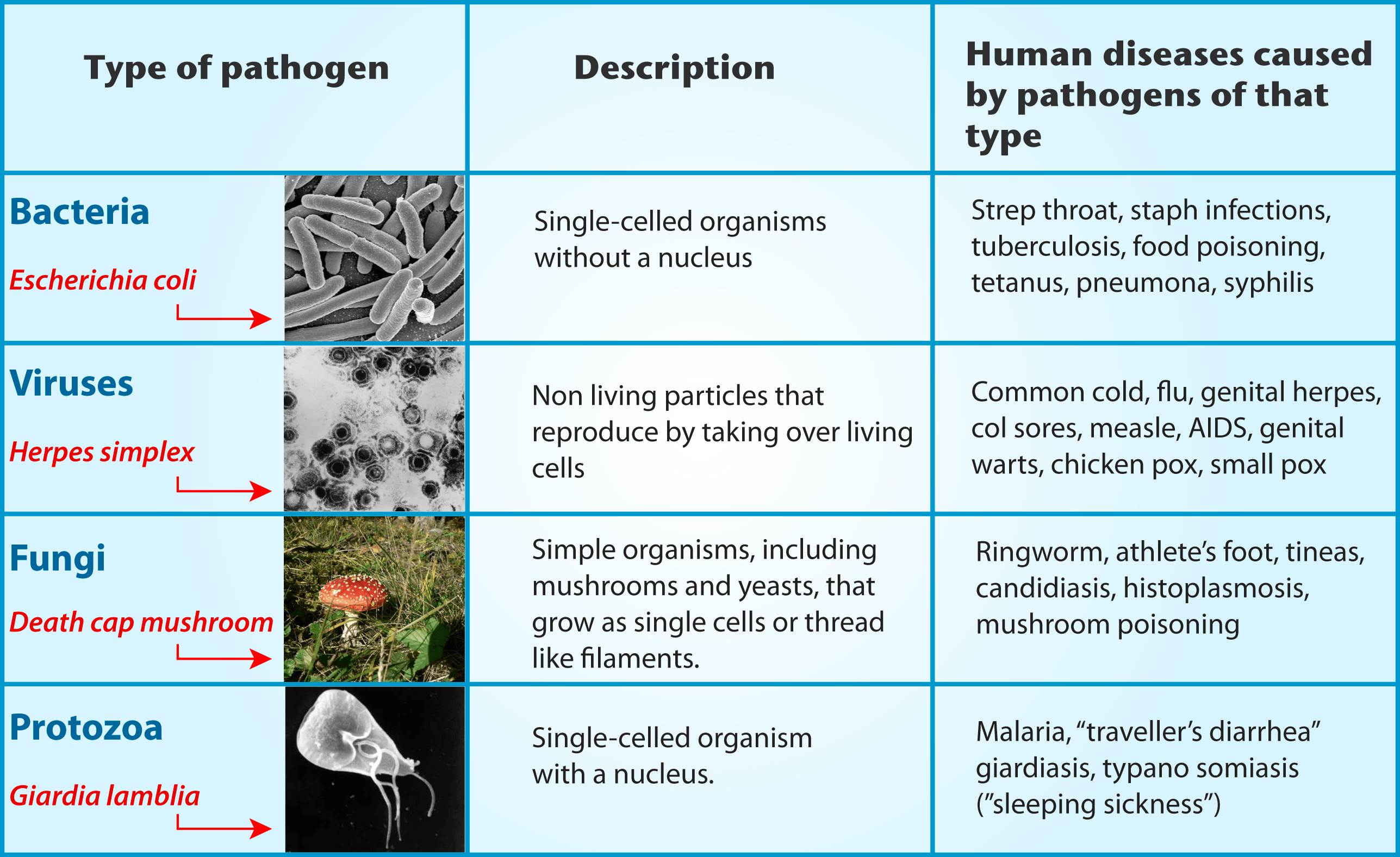 Bio-24-01-Table-four-pathogens.png