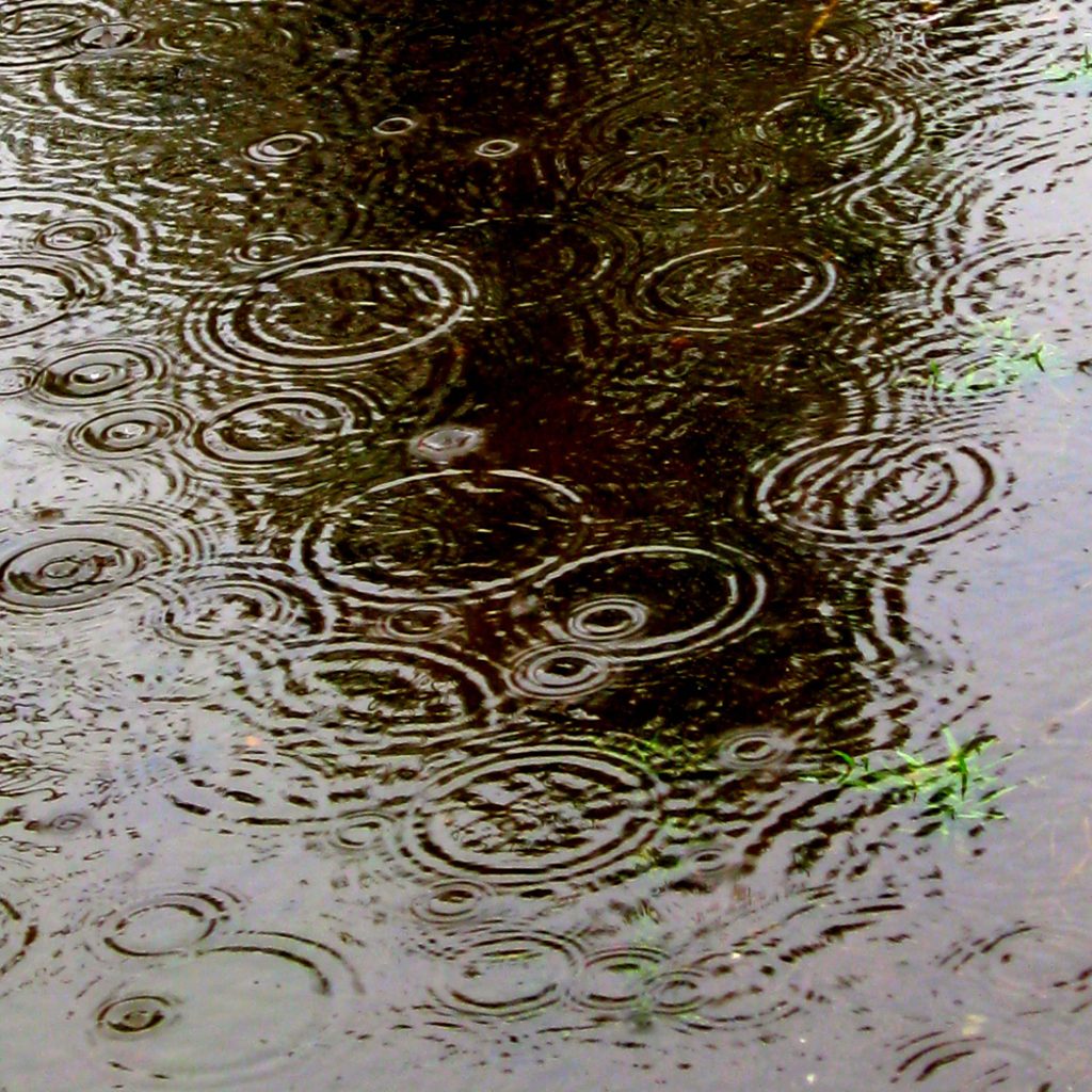 Example of circular waves formed by rain falling on water.