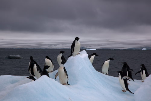 3553678-1521828104-75-2-Adelie_Penguins_on_iceberg.jpg