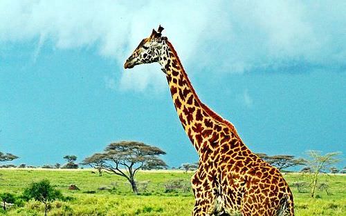3553678-1528591028-49-19-Masai_Jirafa, _Serengeti_Parque Nacional_, _Tanzania_ (2010) .jpg
